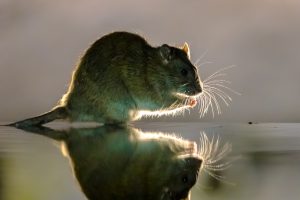 rodent infestation clean up Bio Decon Solutions