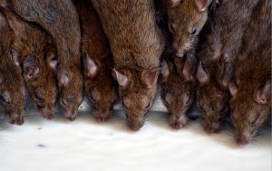 biohazard services rodent