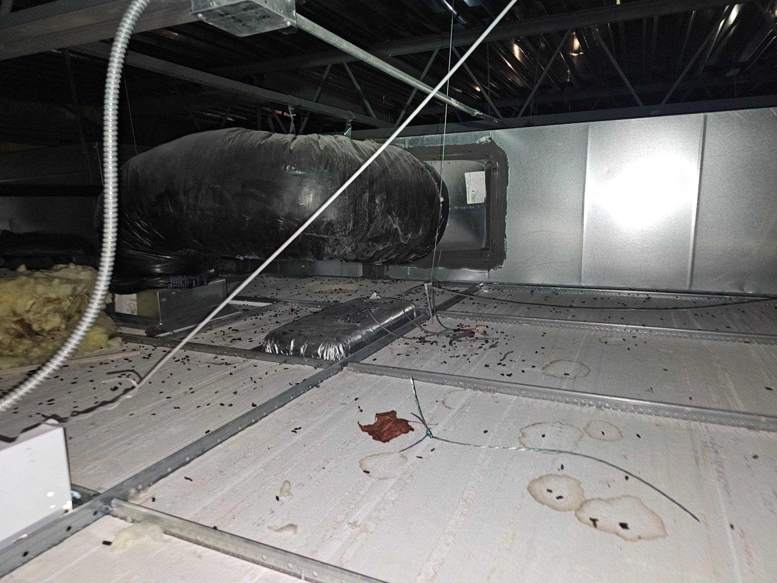 rodent droppings on ceiling tile